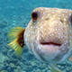 Illustration for article titled How the puffer fish gets you high, zombifies you, and kills you